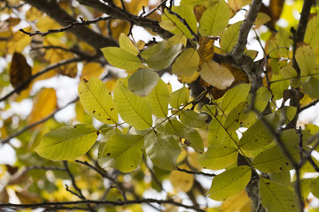 Autumn leaf branch