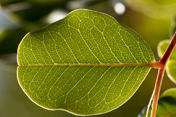 Close up of veins of leaf