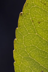 Close up of veins of leaf