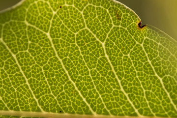 Close up of veins of leaf