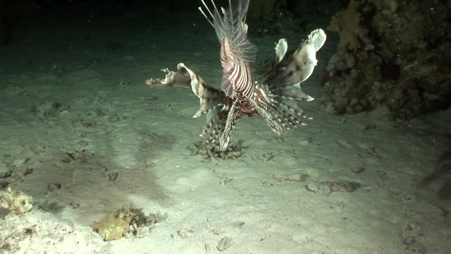 Giant predator Common lionfish Pterois volitans hunts for fish in Red sea. Sharp fins. Relax underwater video about devourer of marine inhabitants.
