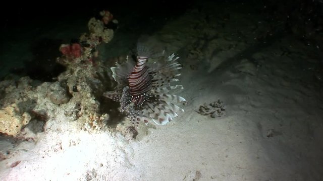 Giant predator Common lionfish Pterois volitans hunts for fish in Red sea. Sharp fins. Relax underwater video about devourer of marine inhabitants.