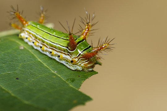 Image of Stinging Nettle Slug Caterpillar (Cup Moth, Limacodidae) "Green Marauder" on green leaves. Insect Animal.
