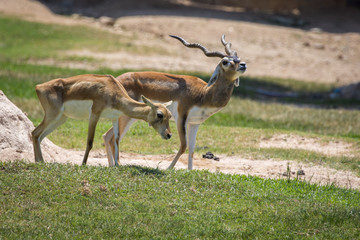 Naklejka na ściany i meble Image of Impala male and impala female (Aepyceros melampus) on nature background. Wild Animals.