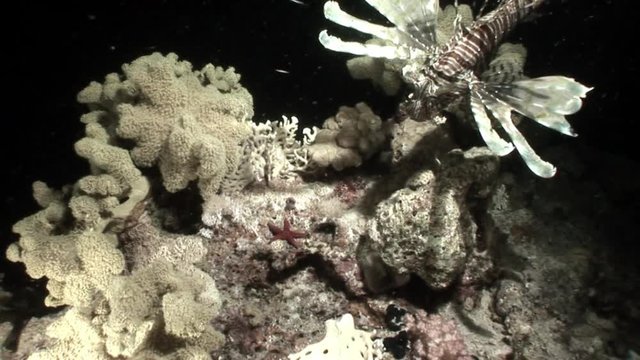 Giant predator Common lionfish Pterois volitans hunts for fish in Red sea. Sharp fins. Relax underwater video about devourer of marine inhabitants.