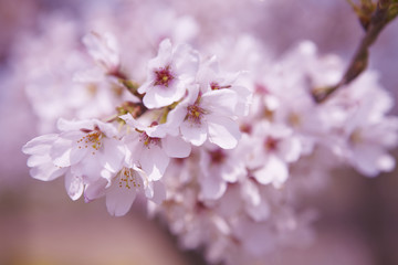 桜
