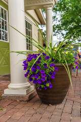 Amish country violet flower in pot in Lancaster, PA