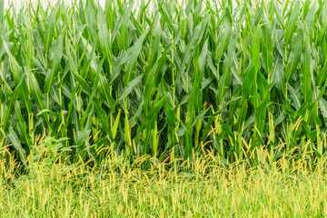 Amish country farm, corn wall, field agriculture in Lancaster, PA