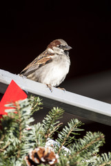 House sparrow