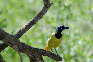 Cyanocorax yncas