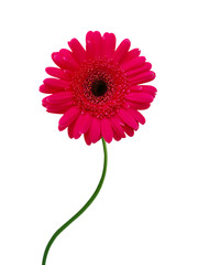 Gerbera daisy flower on white background