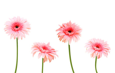four pink Gerber flowers  isolated on white