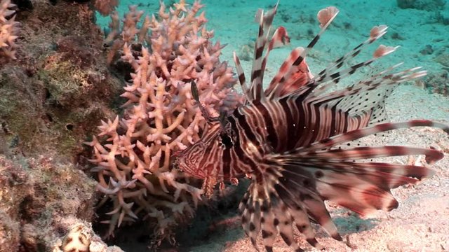 Striped poisonous fish Common lionfish Pterois volitans on bottom of Red sea. Relax underwater video about marine nature.