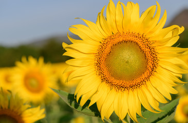 Closed up of beautiful sunflower in Lop Buri