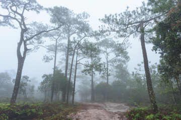 Fototapeta na wymiar Landscape View of Trees in Fog