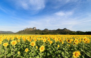 beautiful sunflower fields with mountain background