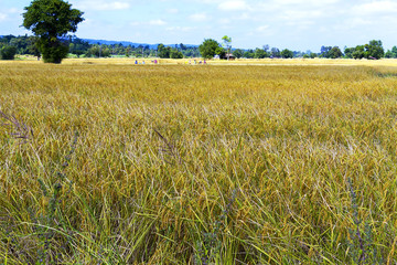 Rice paddy and sunny
