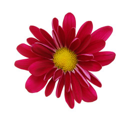 red daisy flower on a white background