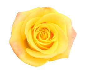 Beautiful yellow rose on a white background