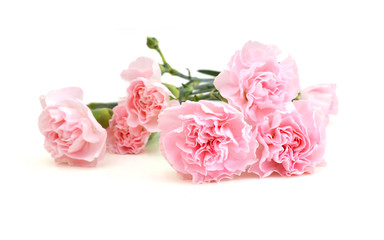 Obraz na płótnie Canvas Carnations on white