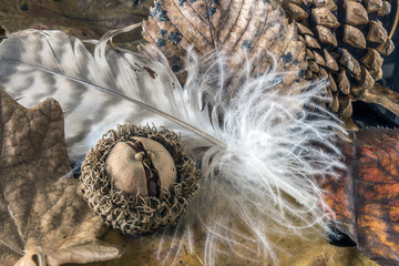 Autumn still life with hawk feathers and autun leaves