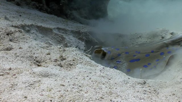 Bluespotted stingray Taeniura Lumma digs hole in sand underwater Red sea. Relax video about marine animal.