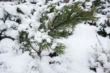 Pine tree in winter cover Snow
