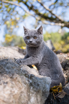 The lovely gray kitten.