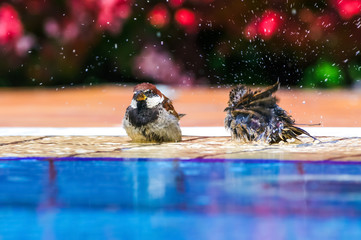 Funny couple of sparrows, which are swimming next to the pool. Near Lake Garda. Northern Italy