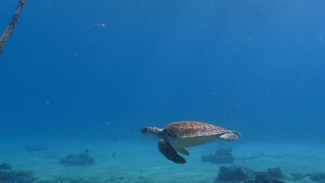 Green Sea Turtle swim in shallow water of coral reef in Caribbean Sea during scuba dive around Curacao /Netherlands Antilles