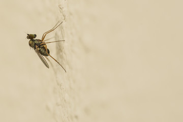 Fly on the Wall Horizontal