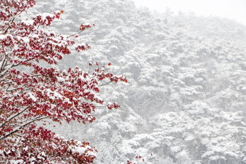 Beautiful winter landscape