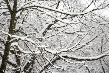 Beautiful winter landscape