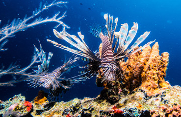 Lionfish