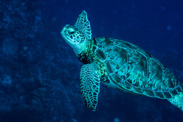 Fototapeta premium Turtle swimming free