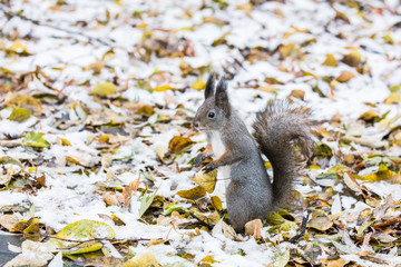 curious red squirrel sitting on the ground covered with fallen autumn leaves and snow