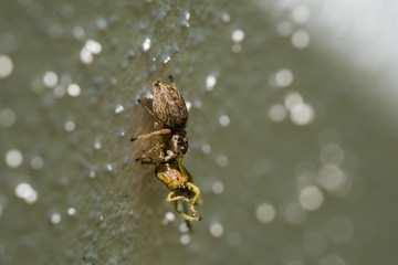 Spider eat Grasshopper