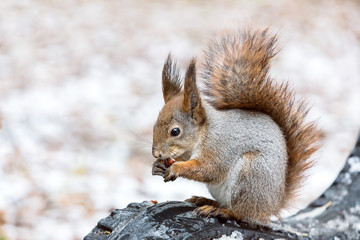 Naklejka na ściany i meble young red squirrel sitting on bench and eating nut in winter park