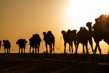Fototapeta na wymiar Camel caravans carrying salt blocks extracted from the salt pans by the Afar people of the Danakil.