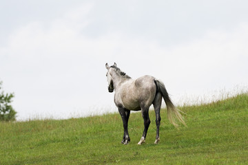 Obraz na płótnie Canvas 北海道の馬
