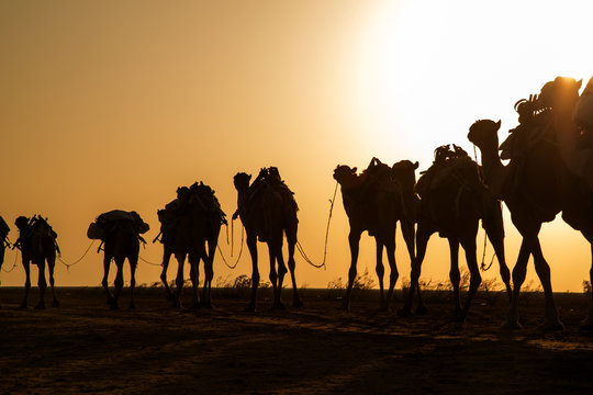 Camel caravans carrying salt blocks extracted from the salt pans by the Afar people of the Danakil.