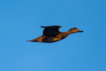 wild duck flying in the warm sunset light 