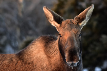 Alaska Moose Faces