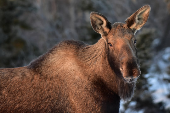 Alaska Moose Faces