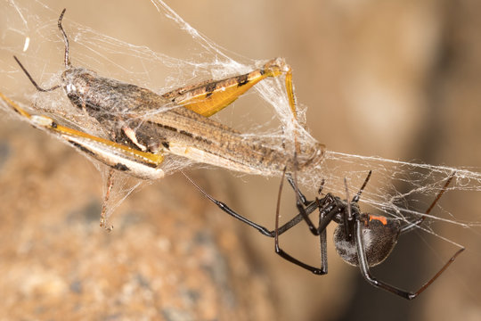 Black widow spider with prey