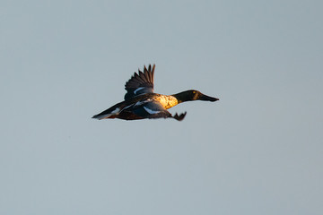 Northern Shoveler, flying in the warm sunset light 