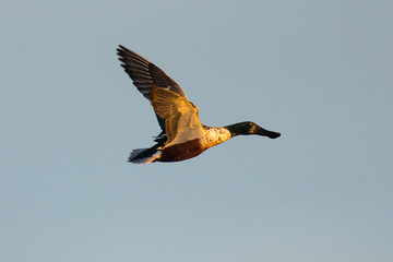 Obraz premium Northern Shoveler, flying in the warm sunset light 