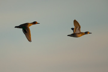 Couple of wild ducks flying together at sunset