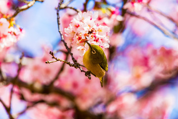 The Japanese White-eye.The background is cherry blossoms. Located in Tokyo Prefecture Japan.