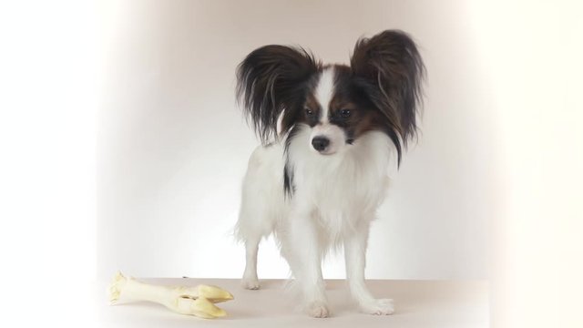 Beautiful young male dog Continental Toy Spaniel Papillon looks around on white background stock footage video
